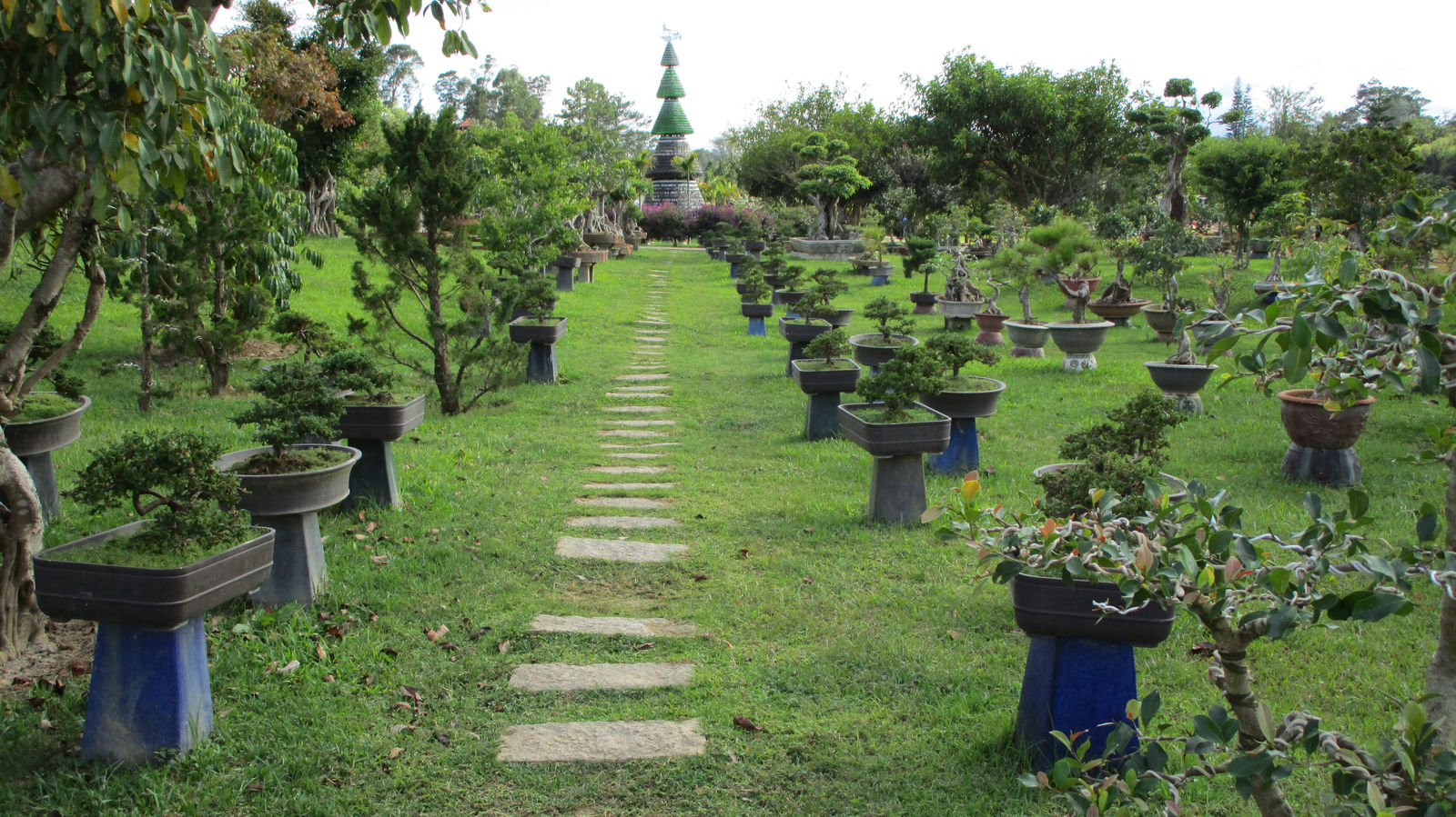 Vietnam2014-516.jpg - Bonsai i stort antal