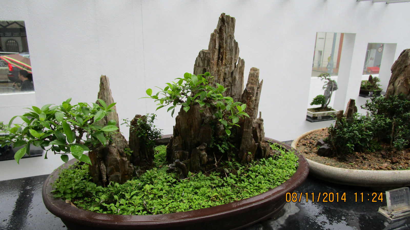 Vietnam2014-044.jpg - Bonsai