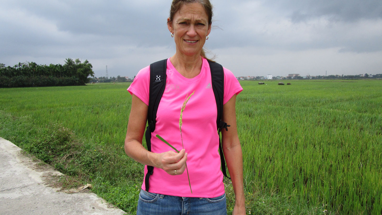 Vietnam2014-440.jpg - Bemærk bøflerne i baggrunden. Når de ikke arbejder skal de selv opsøge mad!