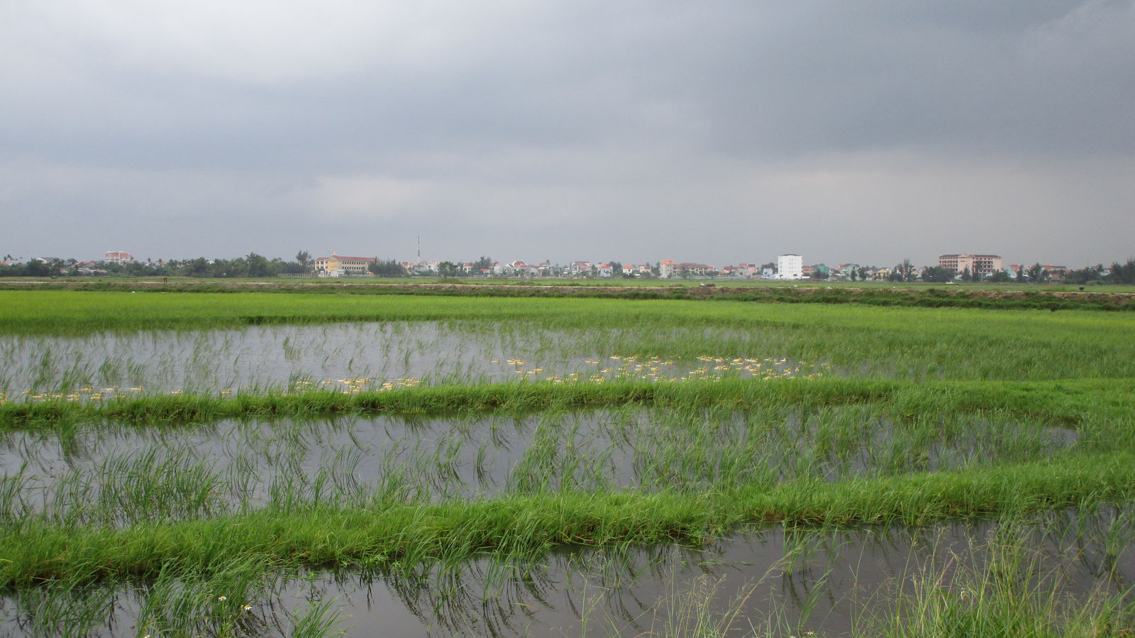 Vietnam2014-441.jpg - Farmer og fisker tur med Hoi An Eco Tours. Der må være en andefarm i nærheden :-)