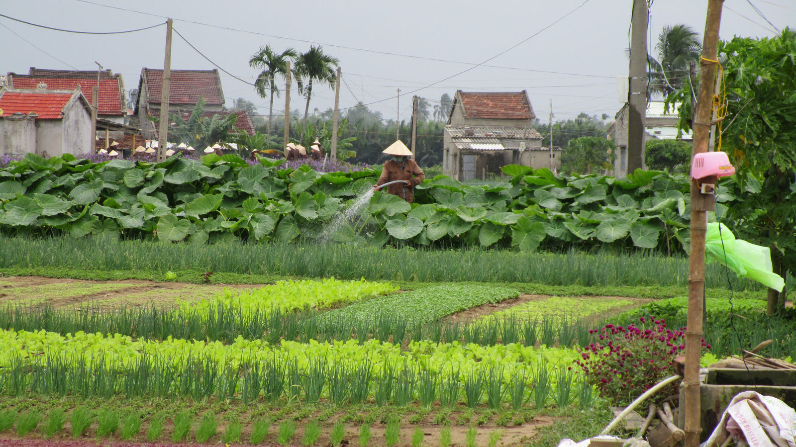Vietnam2014-444.jpg - Jeg tror at det med nænsom vanding er et turist trick ;-)