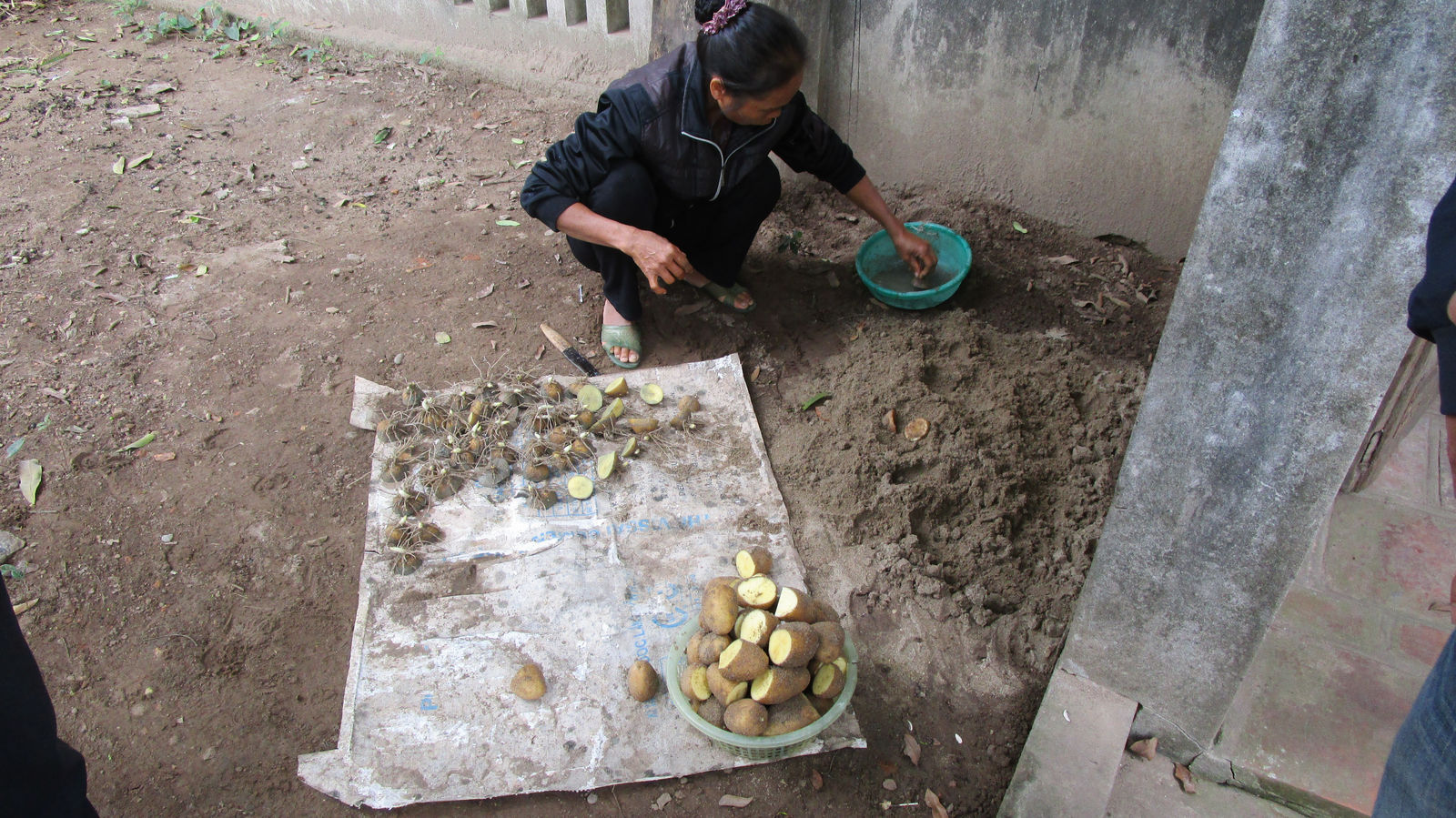 Vietnam2014-385.jpg - Kartofler. De afskårne toppe med spirer dybbes i en cement blanding. Så kan de modstå utøj efter udplantning. Og resten af kartoflerne kan spises :-)
