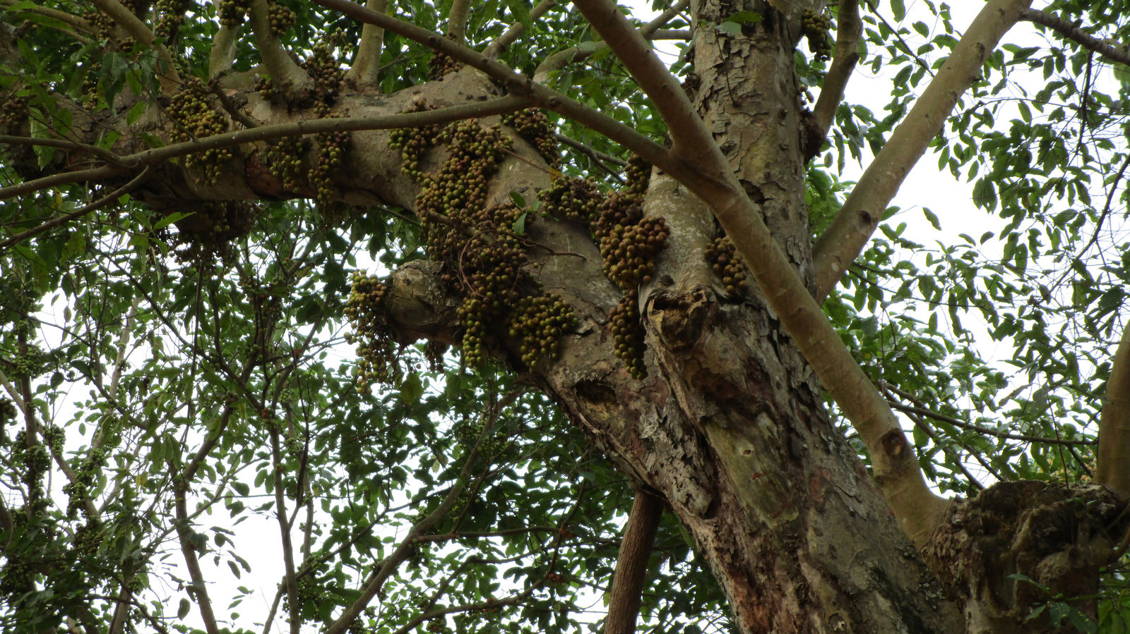 Vietnam2014-425.jpg - Særpræget placering af frugt?!