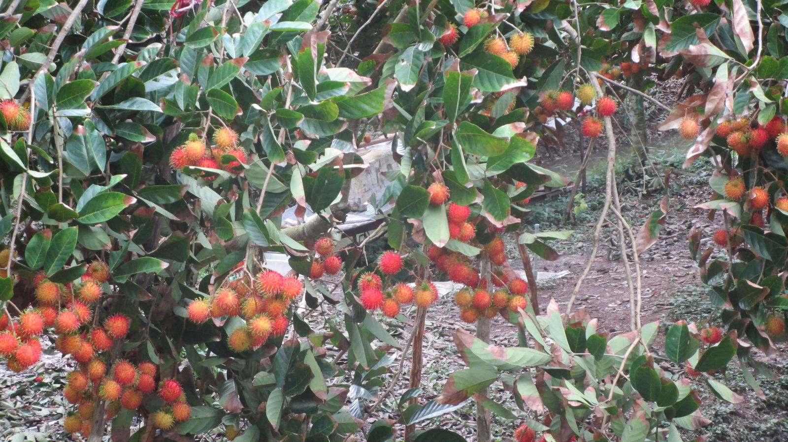Vietnam2014-824.jpg - Tja