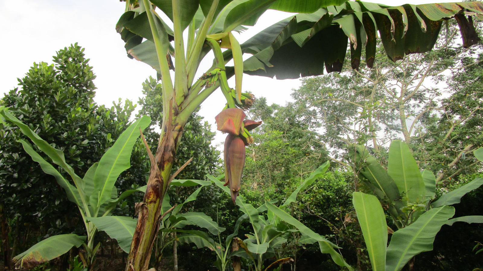 Vietnam2014-831.jpg - Banan blomst. Anvendes sammen med krydderurter