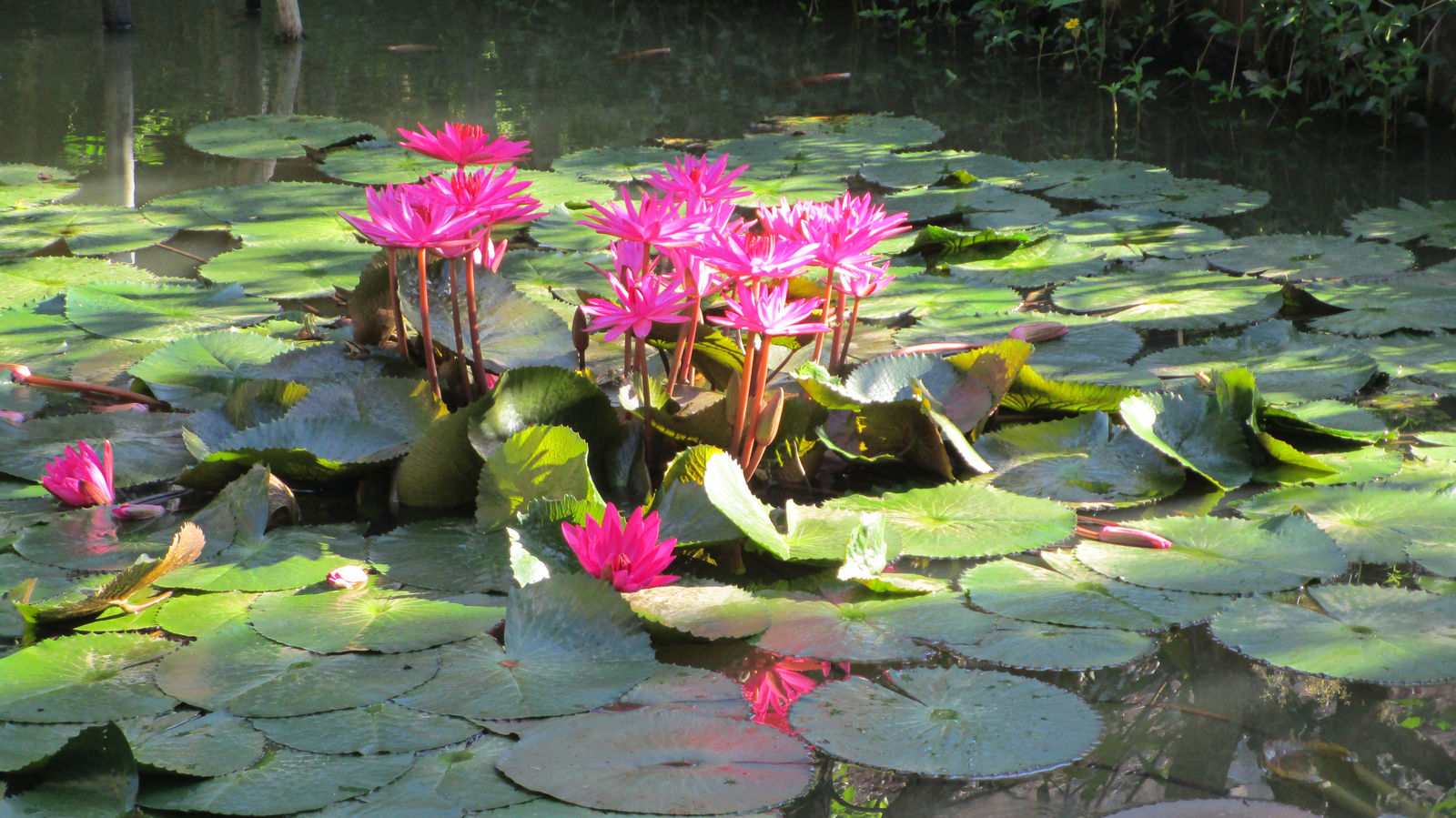 Vietnam2014-854.jpg - Orkide