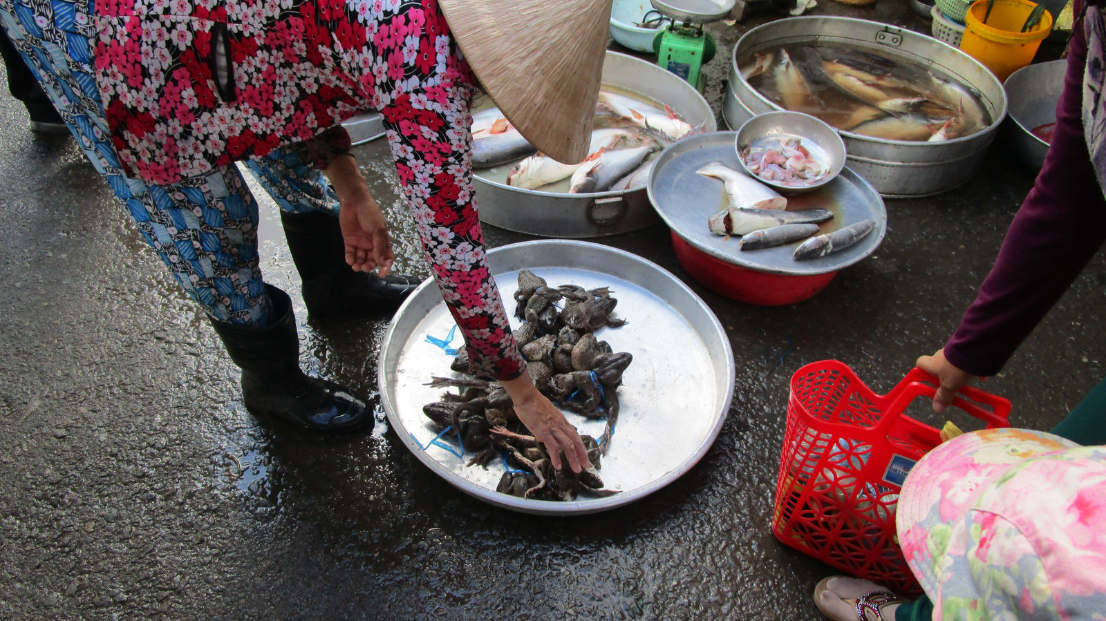 Vietnam2014-888.jpg - Tudser? Eller store frøer?