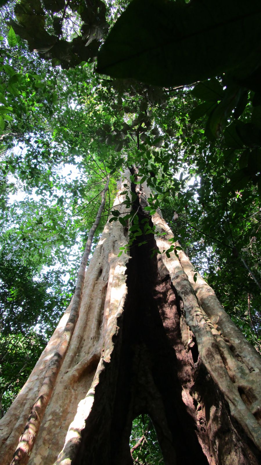 Vietnam2014-606.jpg - Når værts træet er dødt kan lian planten selv stå!