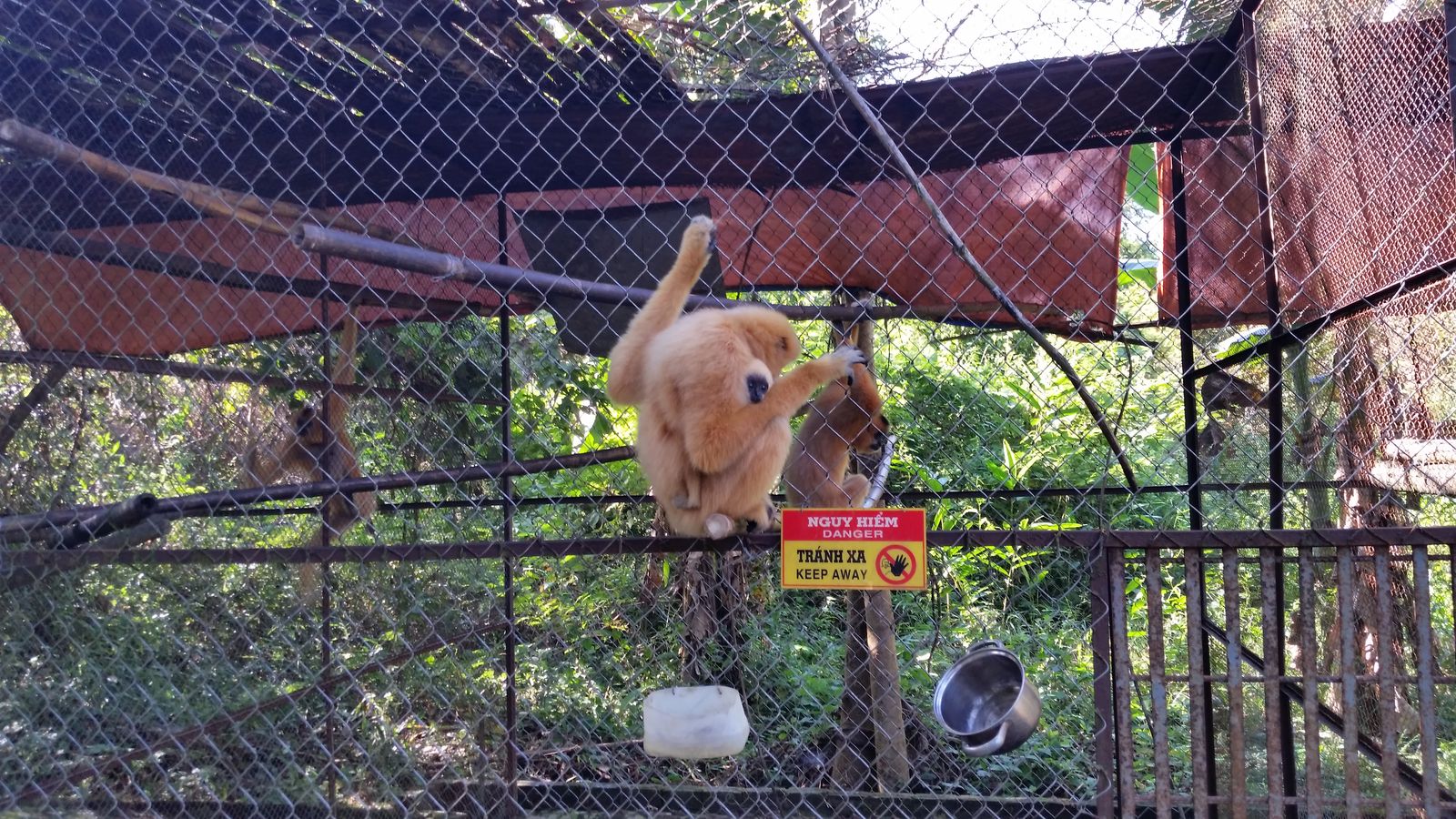 Vietnam2014-640.jpg - En "vild" Gibbon er på besøg hos et par der venter på at komme i træning på "øen". Nå ja. Og måske for at hente lidt mad :-)