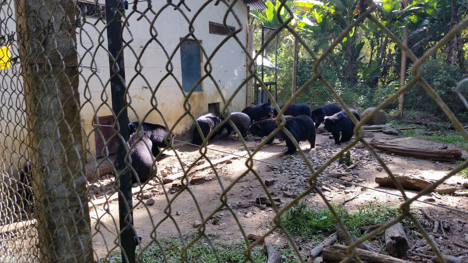 Vietnam2014-641.jpg - Bjørne fra fangenskab (ca. 30) klar til træning i at blive sat ud i naturen