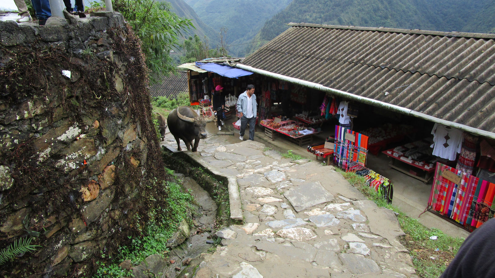 Vietnam2014-176.jpg - Bøfler på vejen