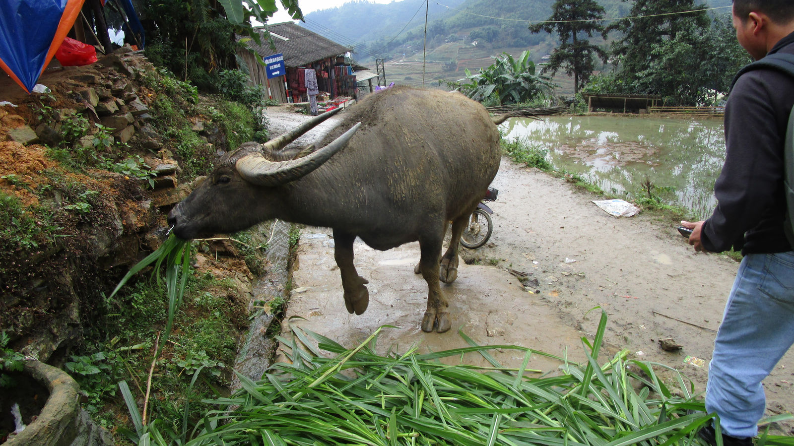 Vietnam2014-179.jpg - Denne bøffel er mere i vejen