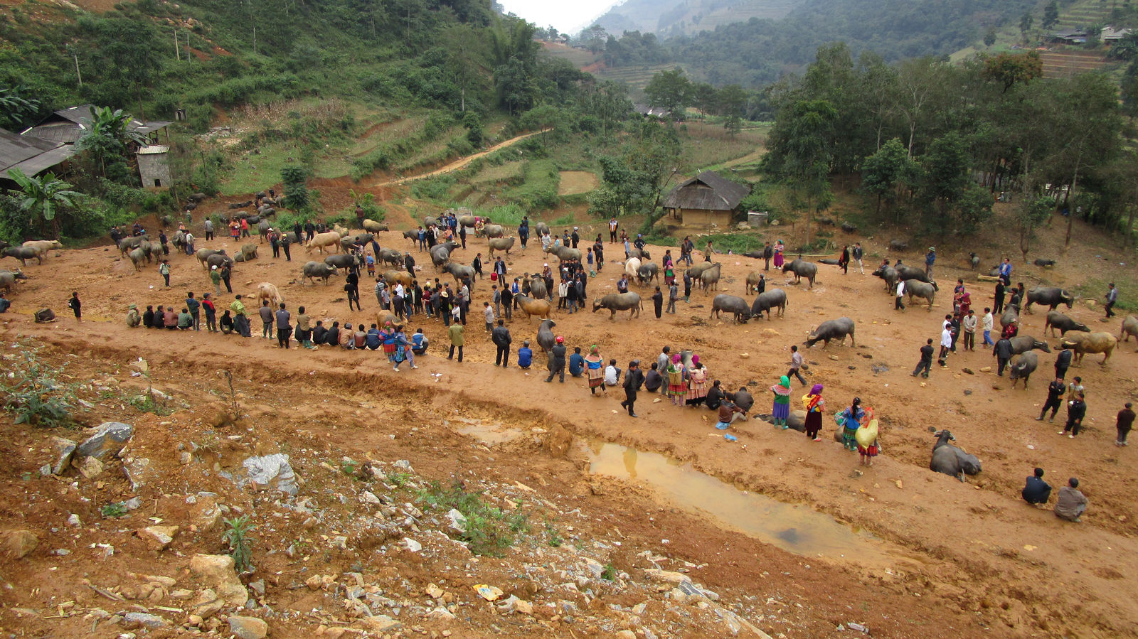 Vietnam2014-225.jpg - Bøffel afdeling