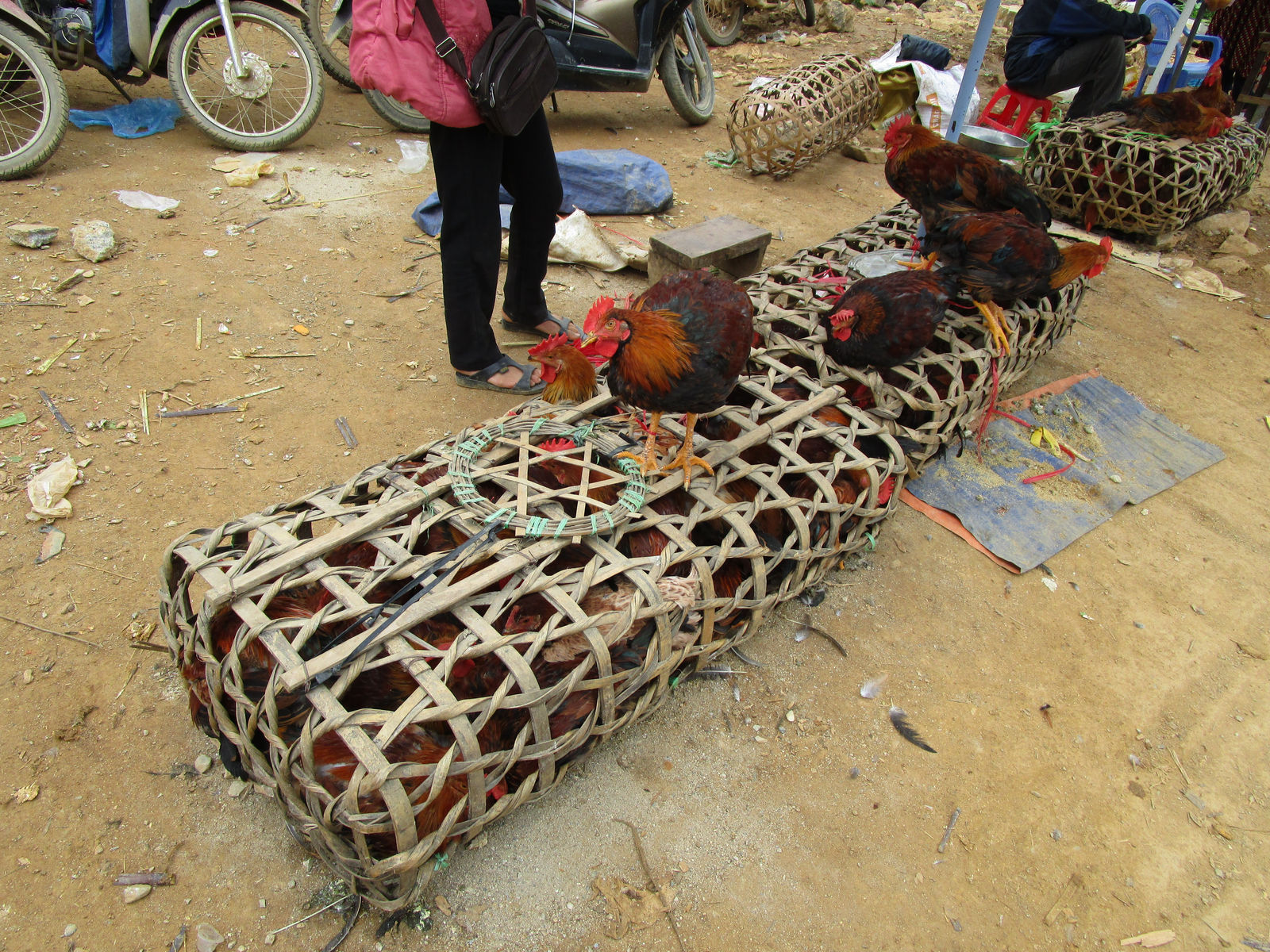 Vietnam2014-235.jpg - Hvor mange høns er der i det bur?