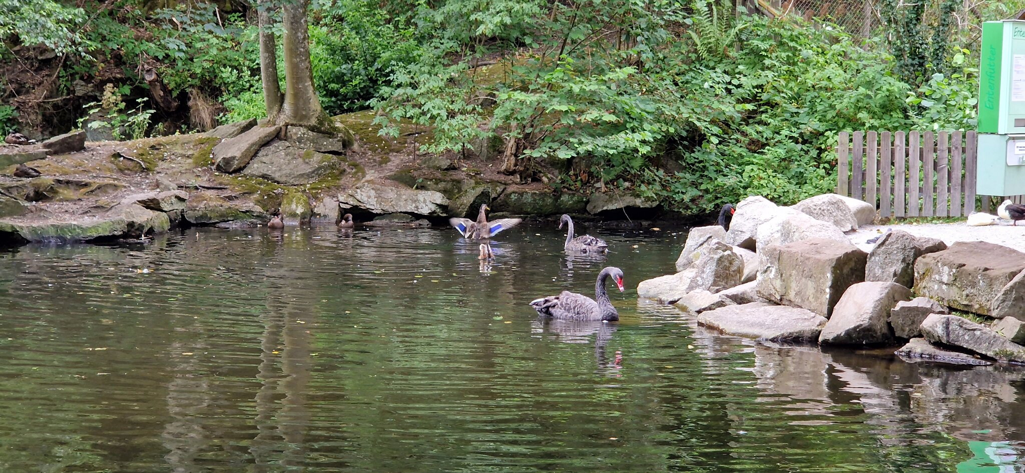 20220725_143822.jpg - Gåtur i Kurpark Bad Wildbad